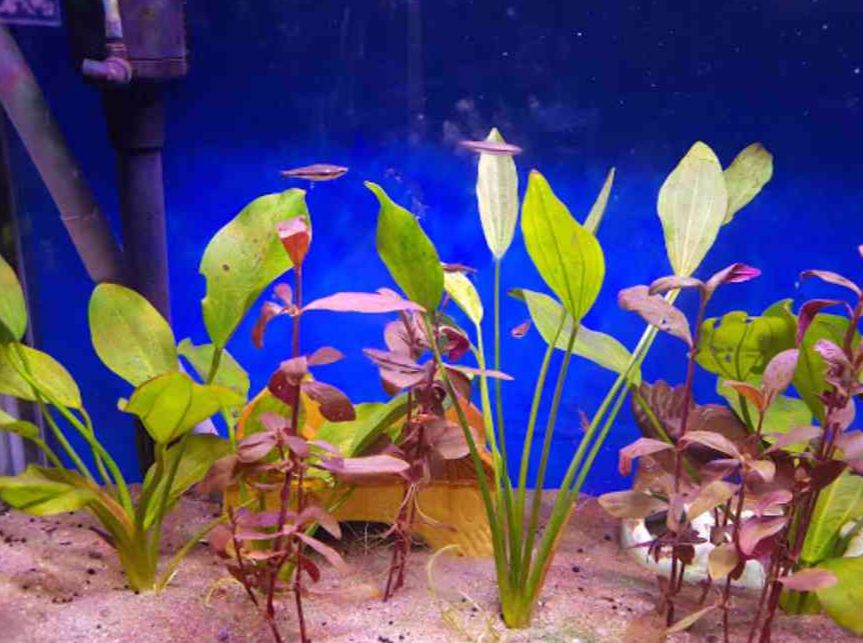 fateh sagar aquarium