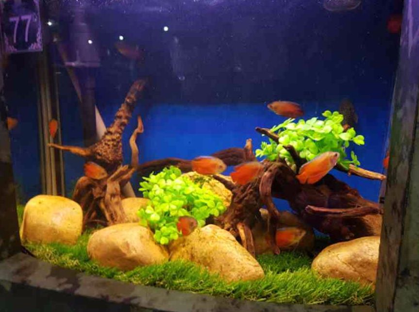 fateh sagar aquarium