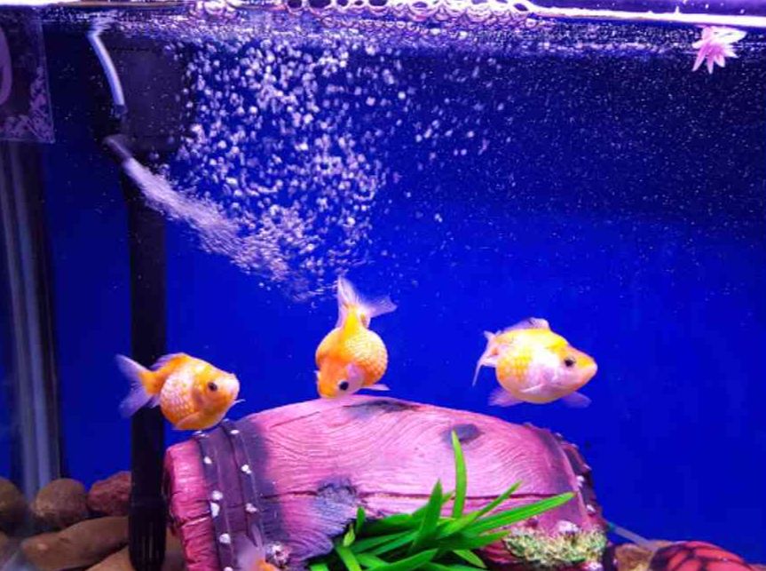 fateh sagar aquarium