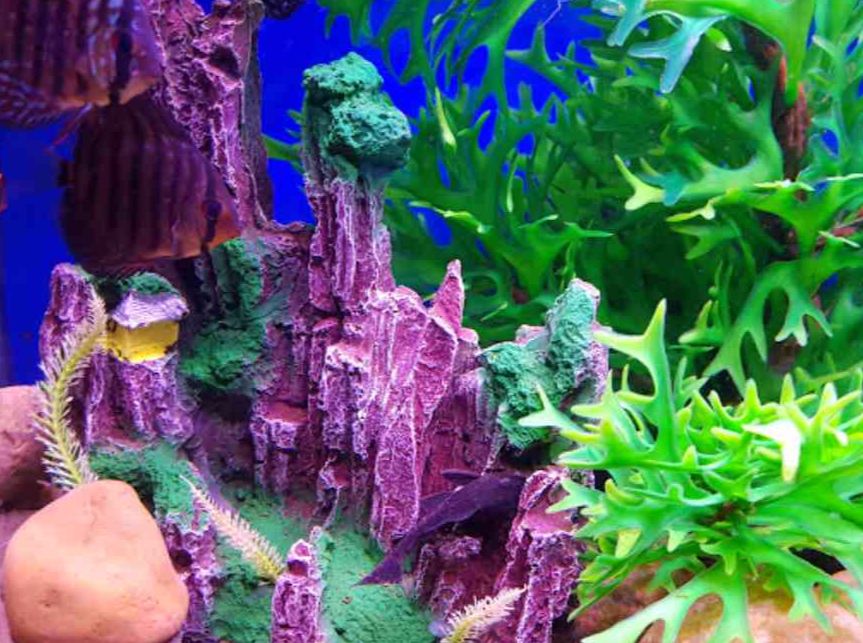 fateh sagar aquarium