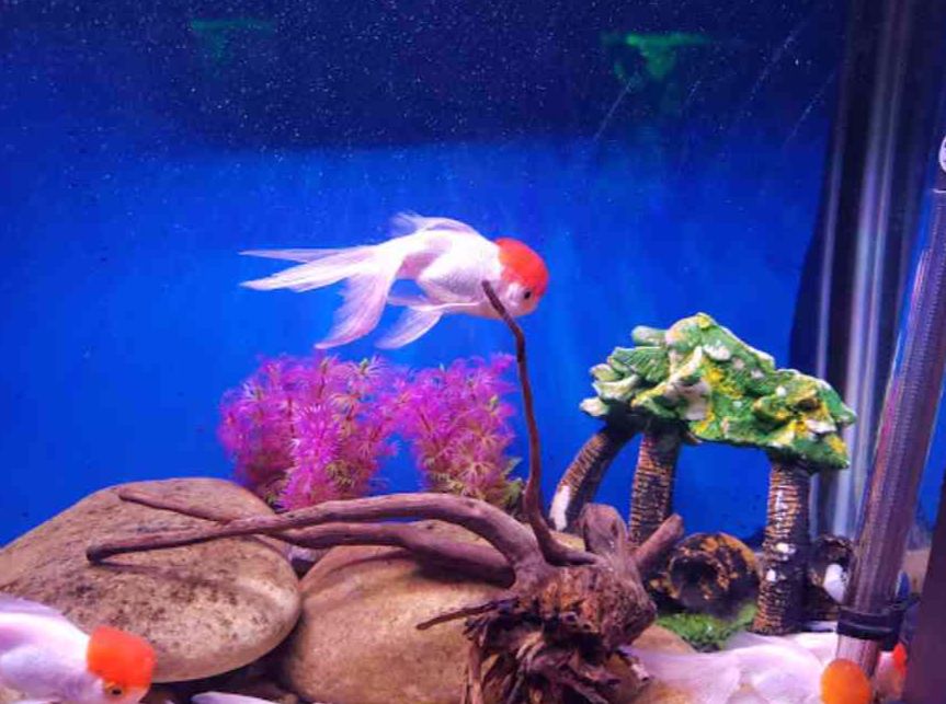 fateh sagar aquarium