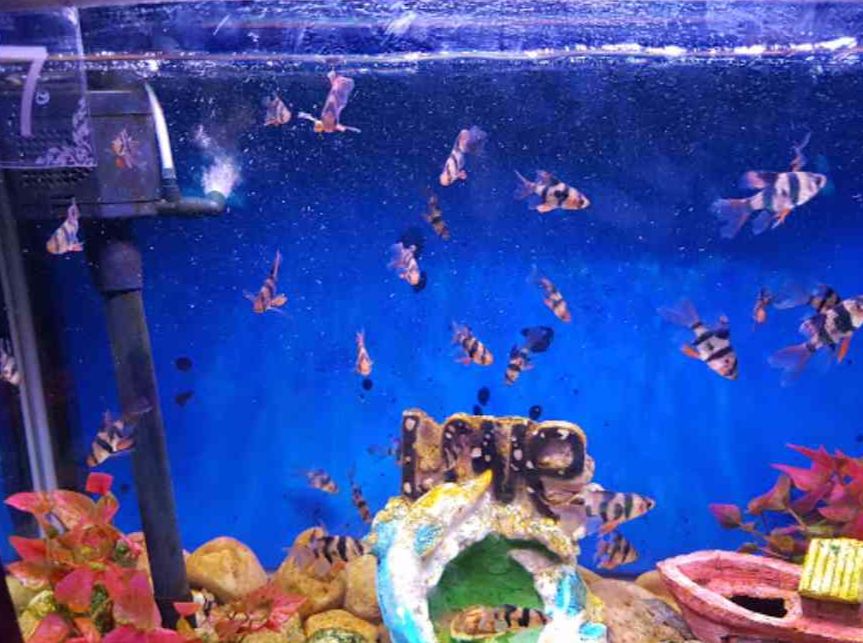 fateh sagar aquarium