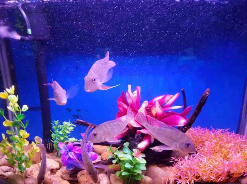fateh sagar aquarium