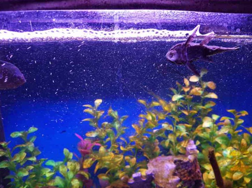 fateh sagar aquarium