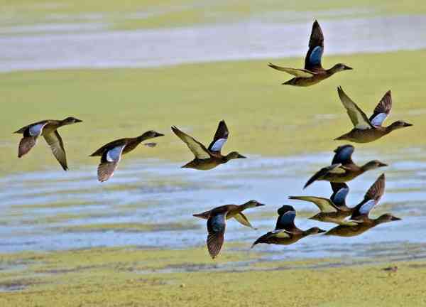Udaipur Bird Festival