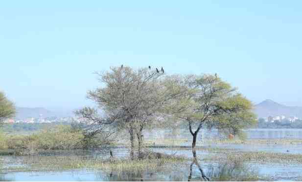 Udaipur Bird Festival