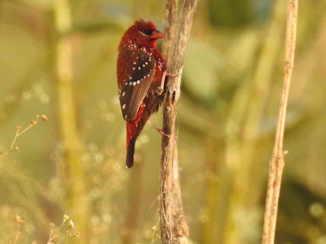 Udaipur Bird Festival