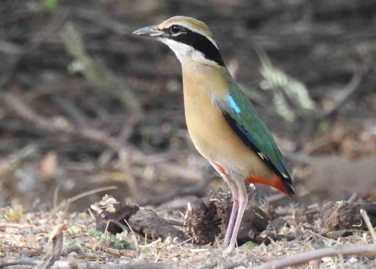Udaipur Bird Festival