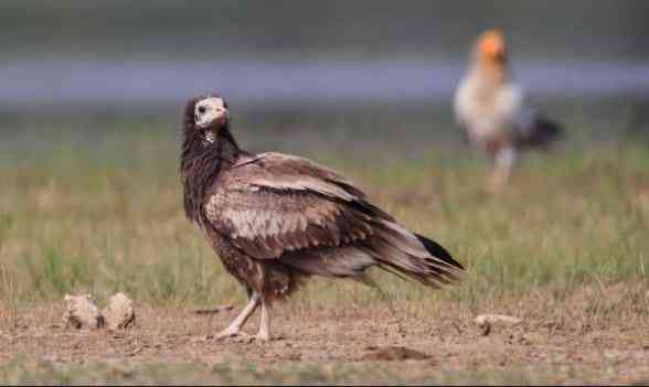 Udaipur Bird Festival