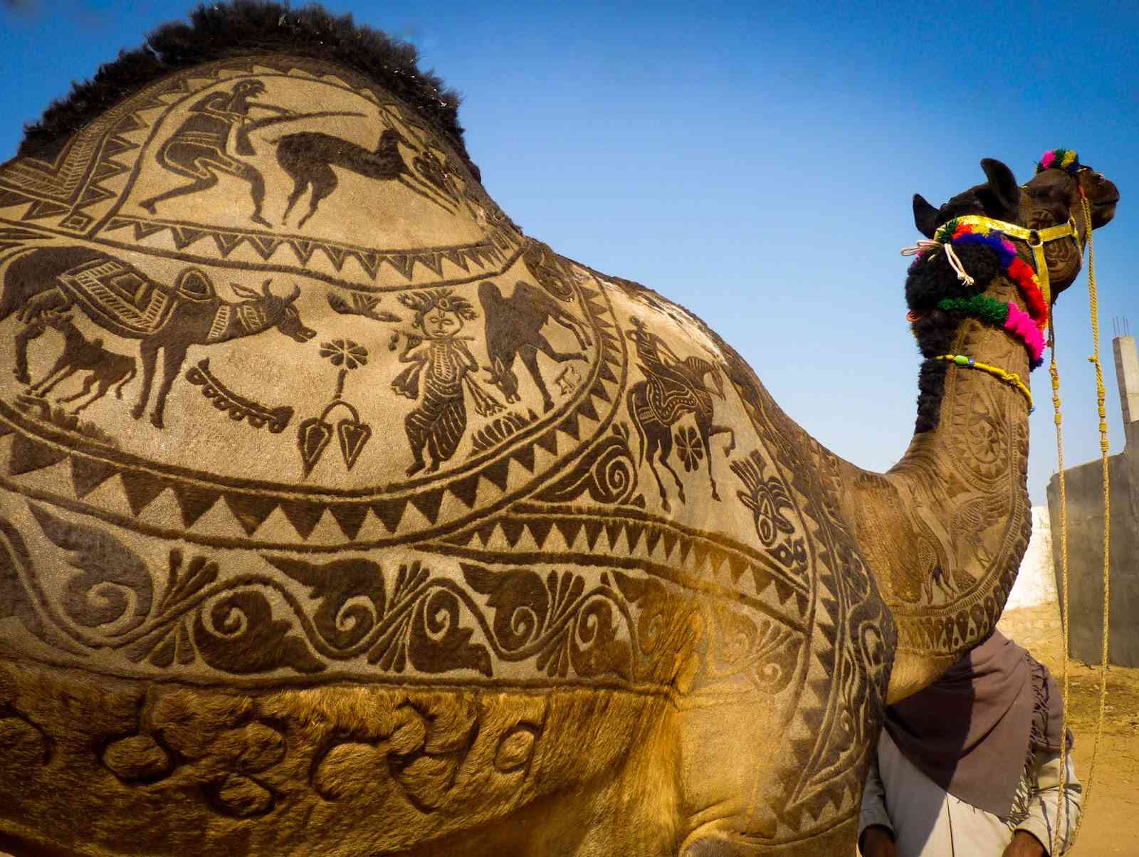 Bikaner Camel Fair