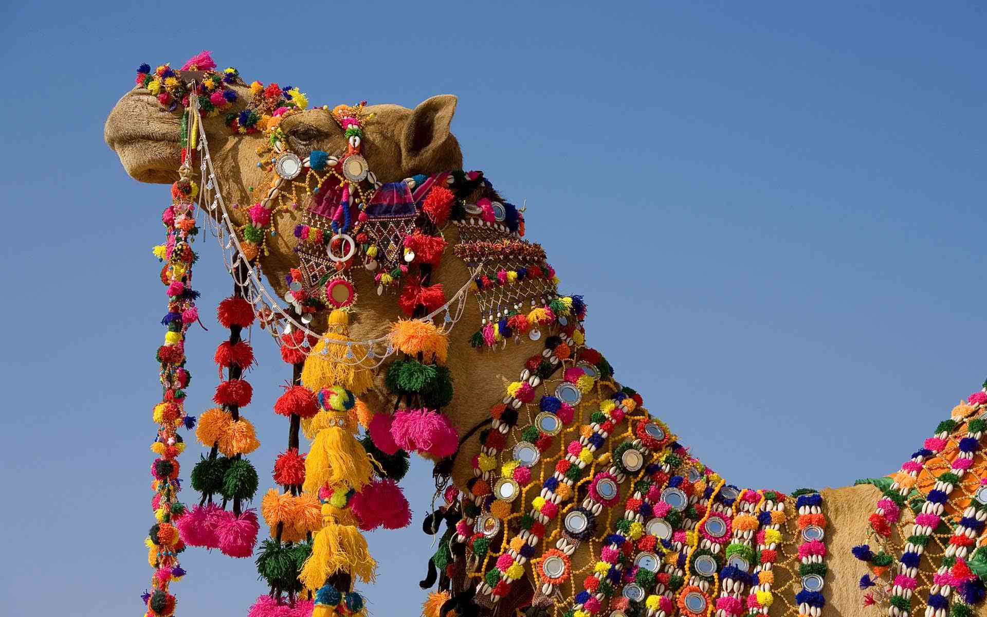 Bikaner Camel Fair