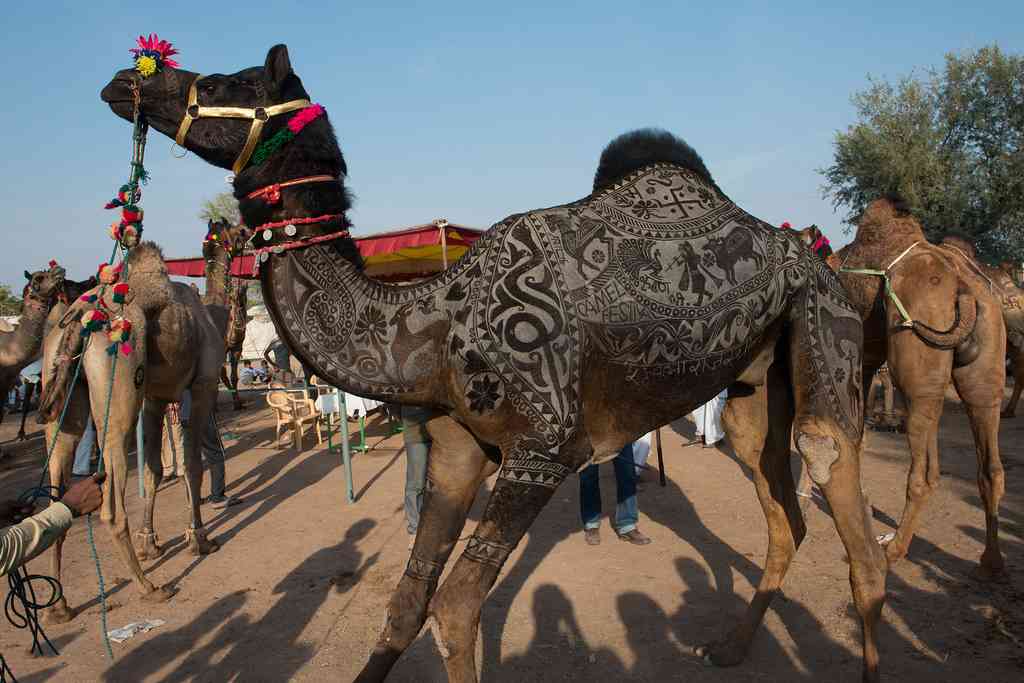 Nagaur Cattle Fair