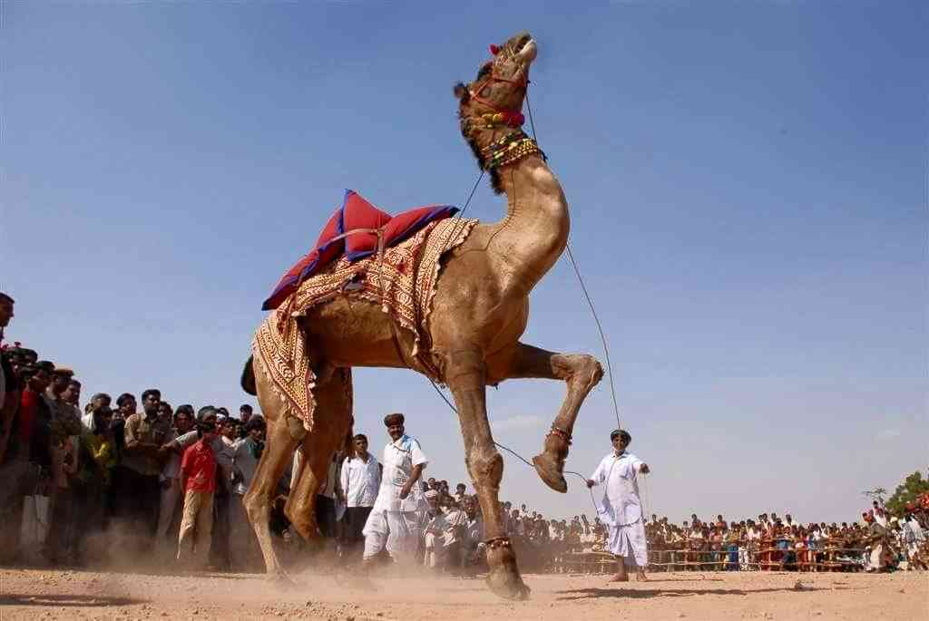 Nagaur Cattle Fair