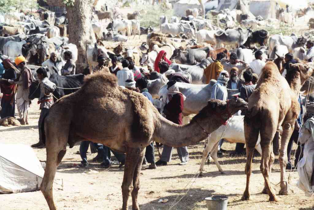 Nagaur Cattle Fair