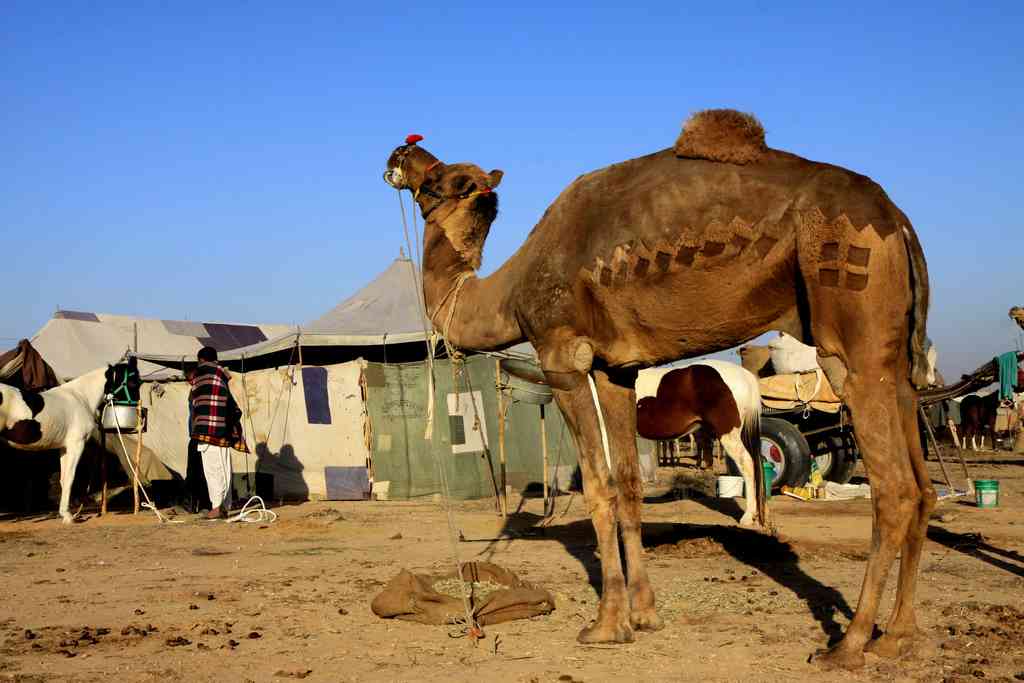 Nagaur Cattle Fair