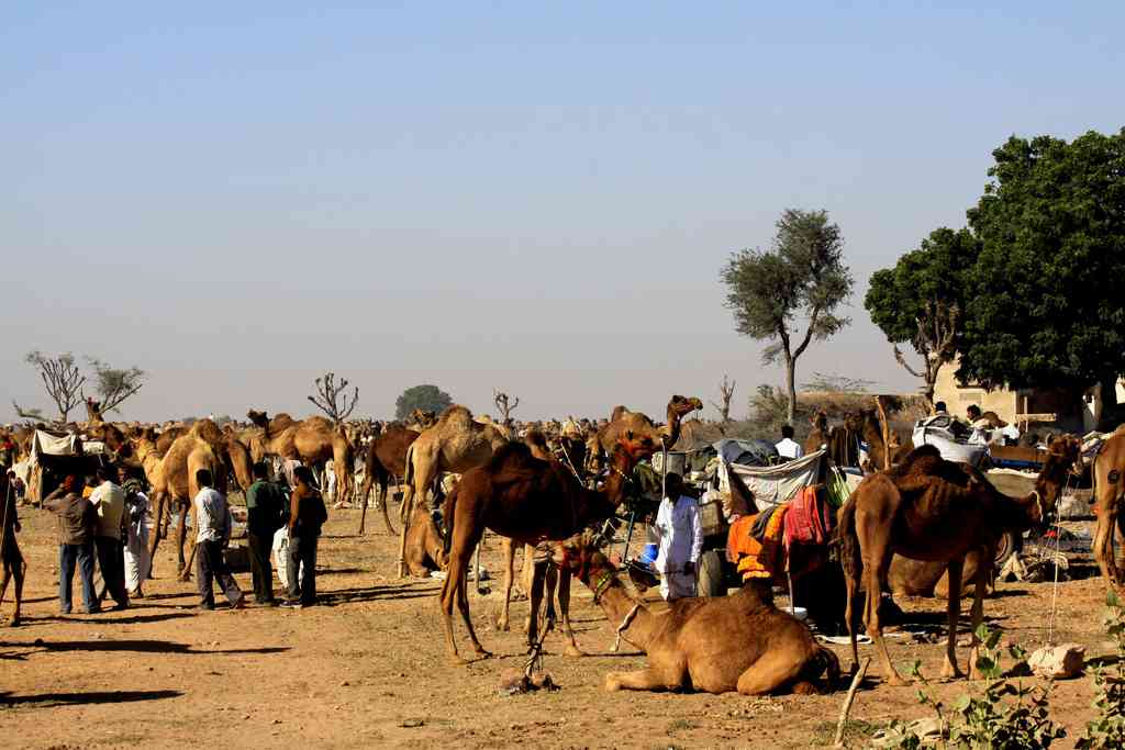 Nagaur Cattle Fair