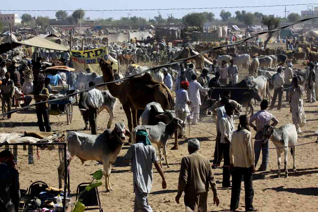 Nagaur Cattle Fair