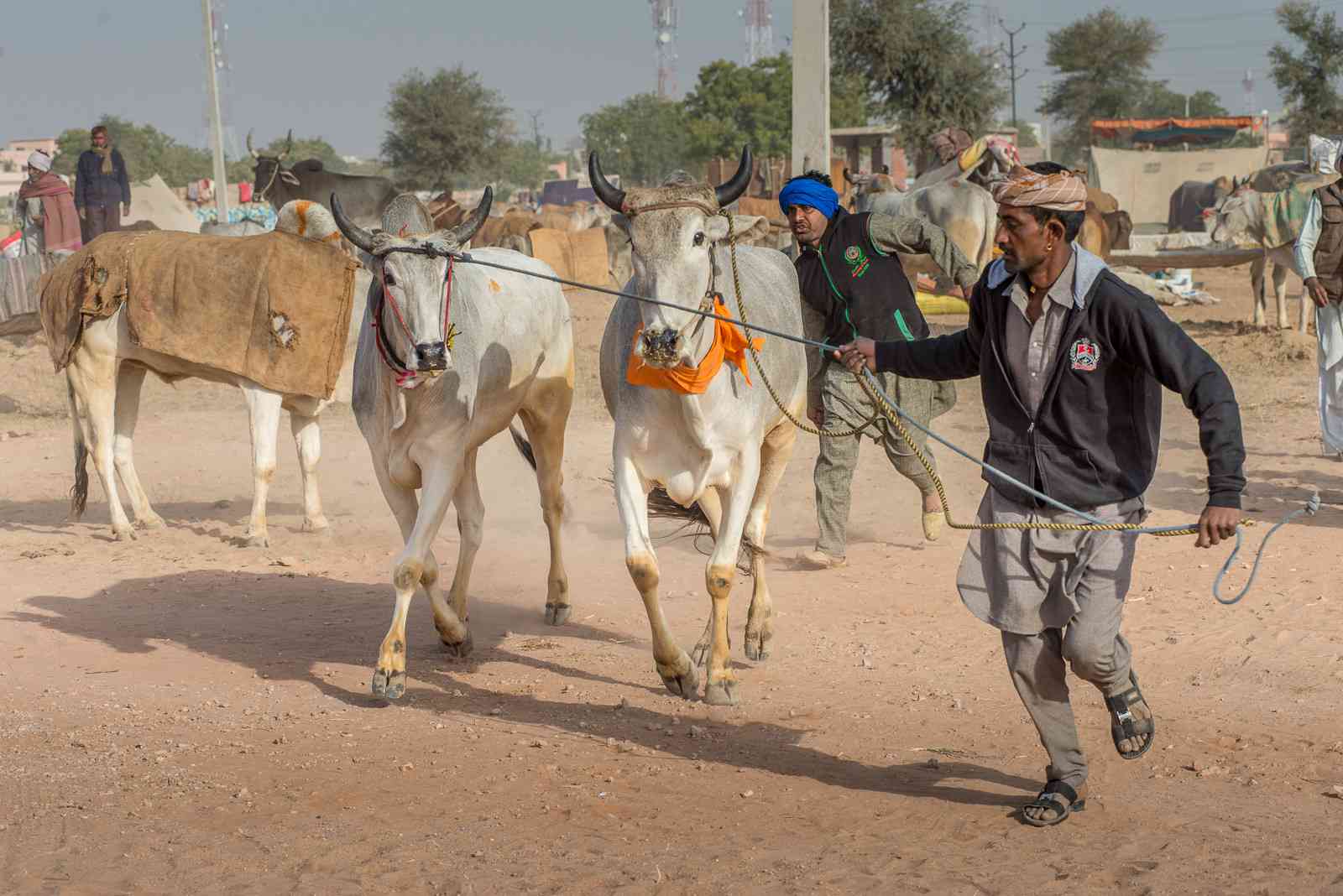 Nagaur Cattle Fair