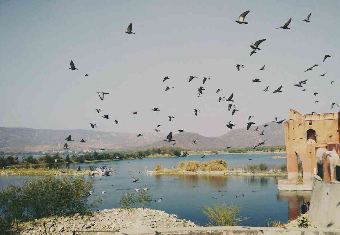 Indian Birding Fair