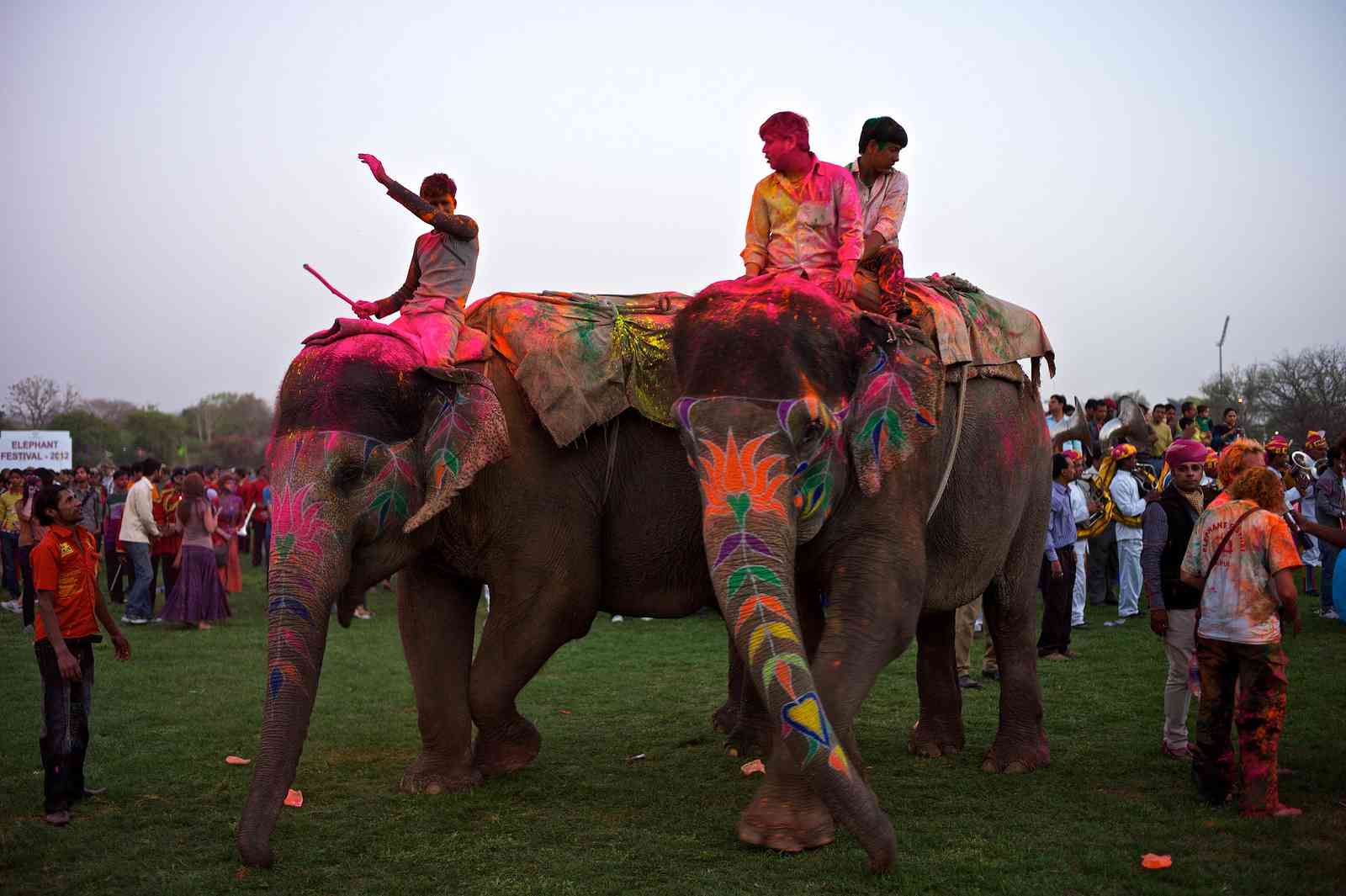 EleHoli Fest - Jaipur Holi Festival