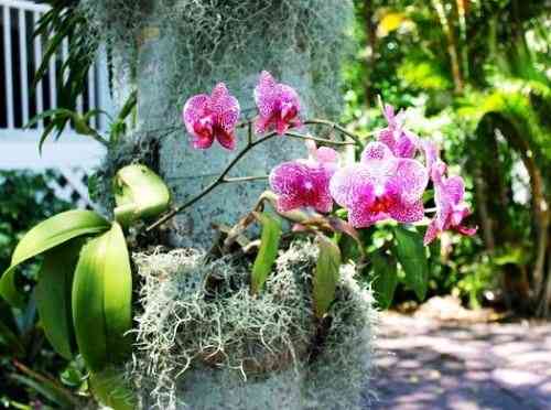 Udaipur Orchid Festival