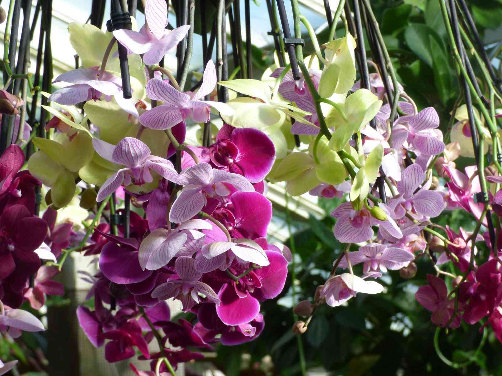Udaipur Orchid Festival