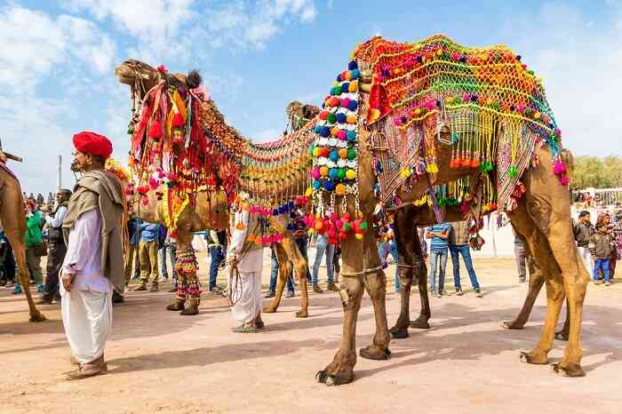 Bikaner camel fair
