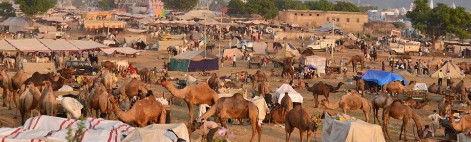 pushkar camel fair