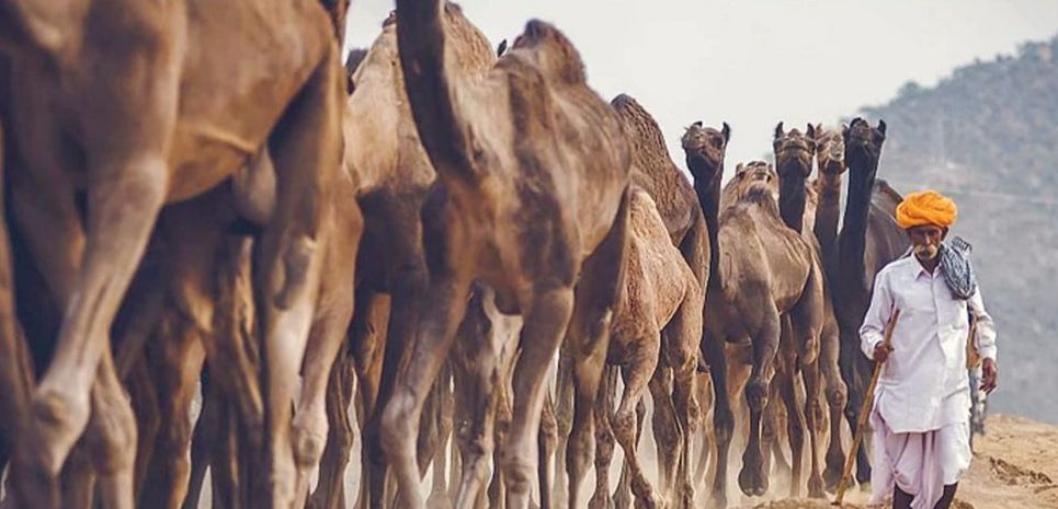 Pushkar Camel Fair