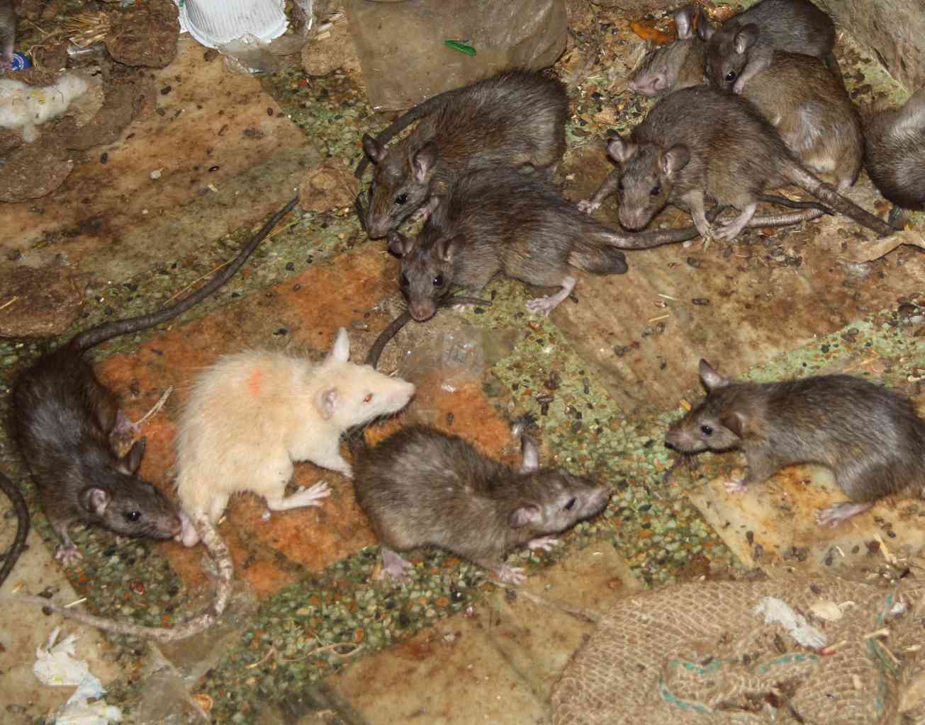 Auspicious White Rat inside Karni Mata Temple 