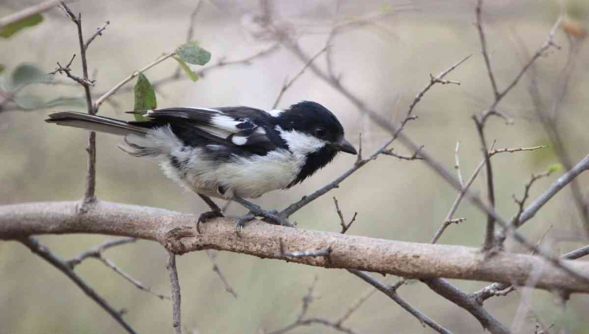 21st Indian Birding Fair