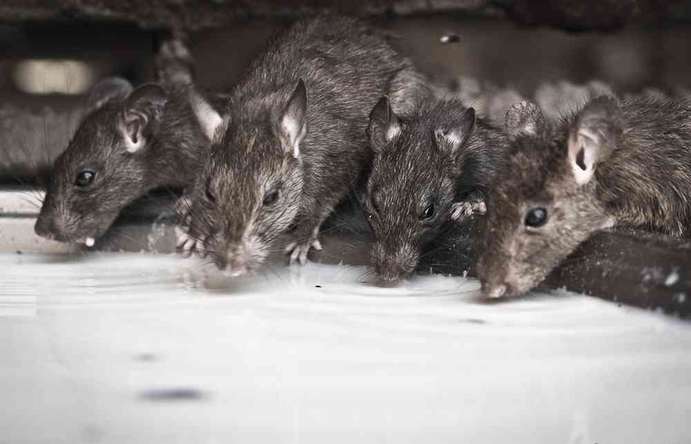 Rats drinking milk at Karni Mata Temple