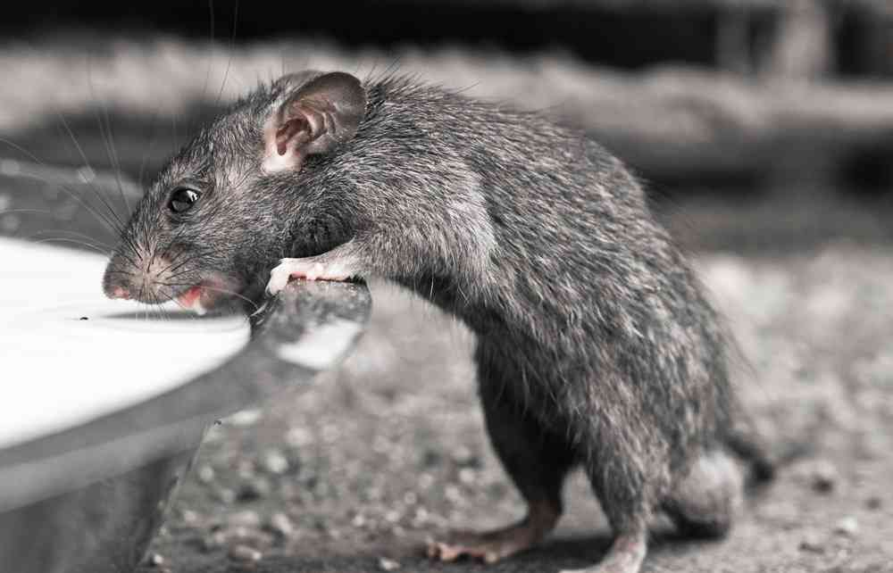 The Holy Rat at The Rat Temple of India