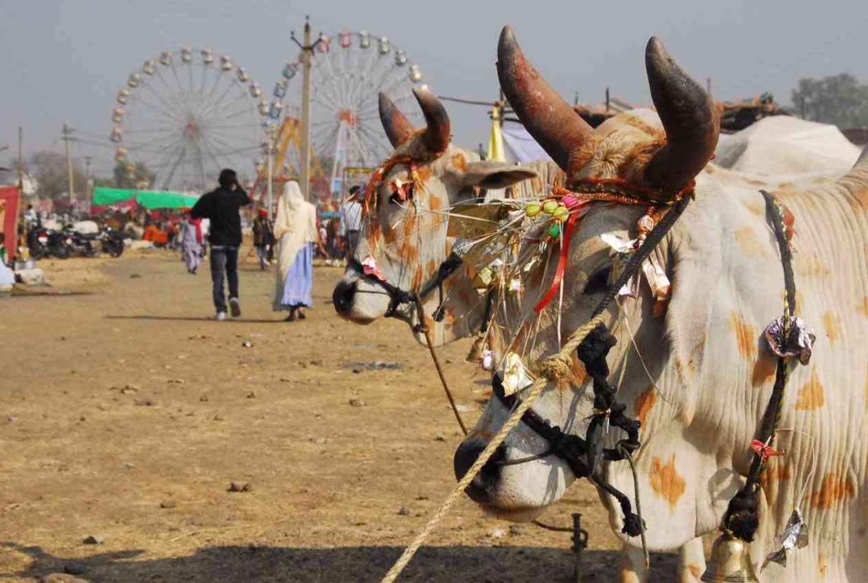 chandrabhaga fair images