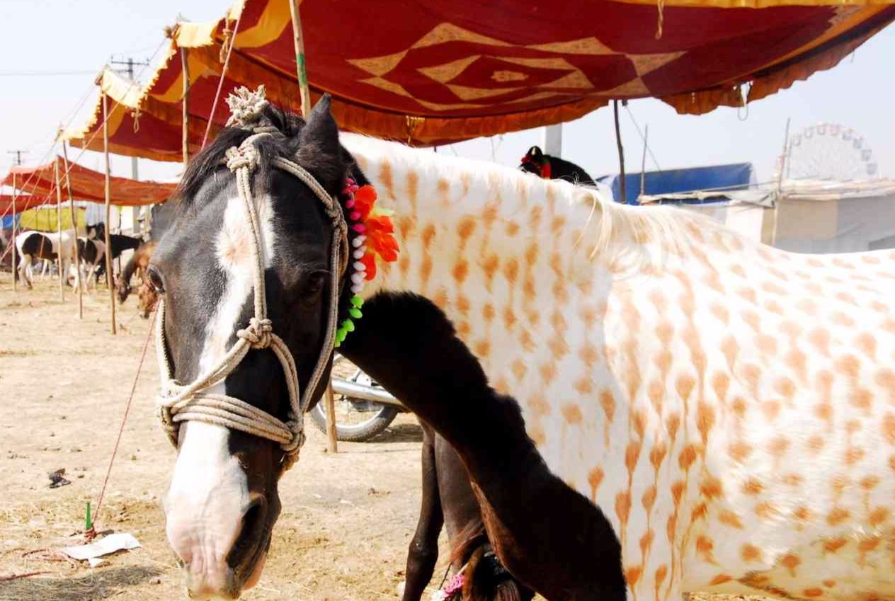 chandrabhaga fair images