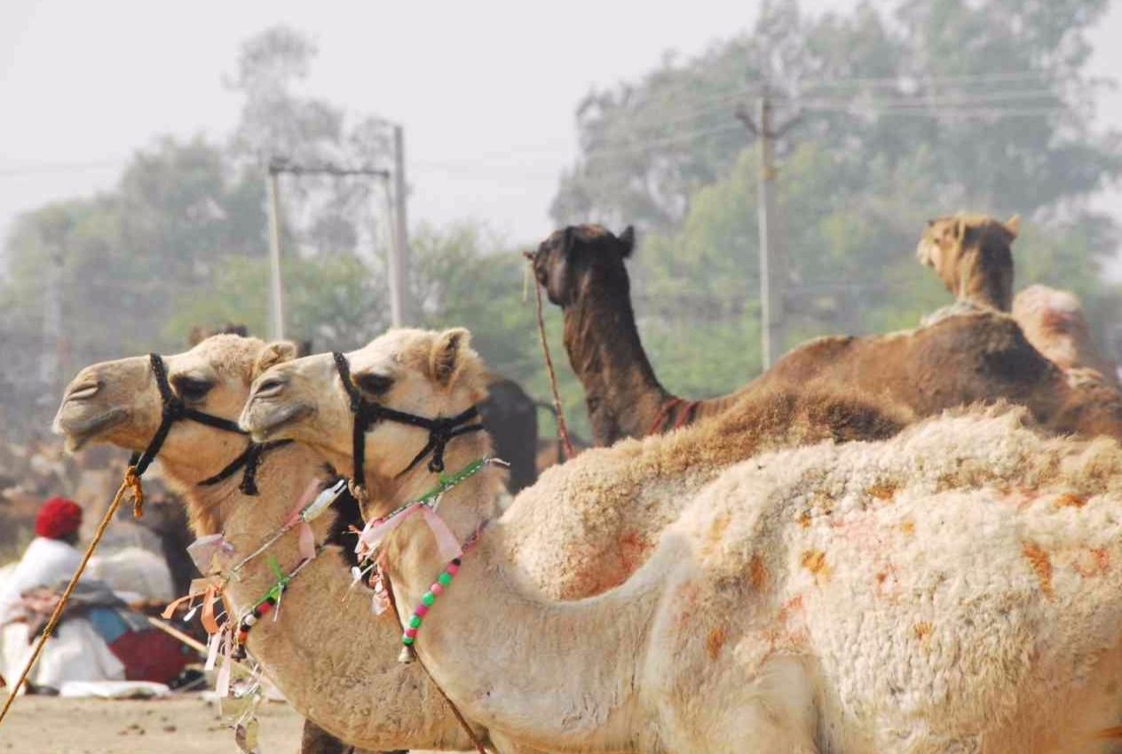 chandrabhaga fair images
